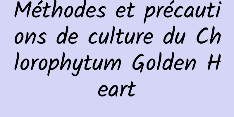 Méthodes et précautions de culture du Chlorophytum Golden Heart