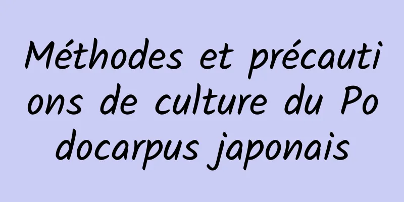 Méthodes et précautions de culture du Podocarpus japonais