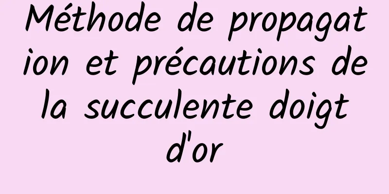 Méthode de propagation et précautions de la succulente doigt d'or