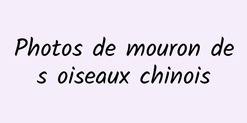 Photos de mouron des oiseaux chinois