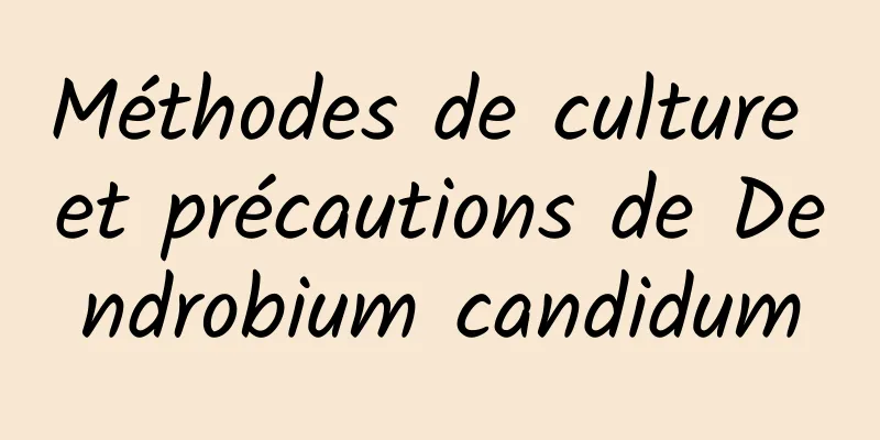 Méthodes de culture et précautions de Dendrobium candidum