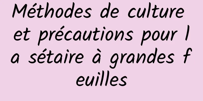 Méthodes de culture et précautions pour la sétaire à grandes feuilles