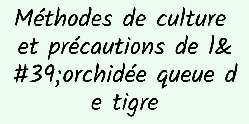 Méthodes de culture et précautions de l'orchidée queue de tigre