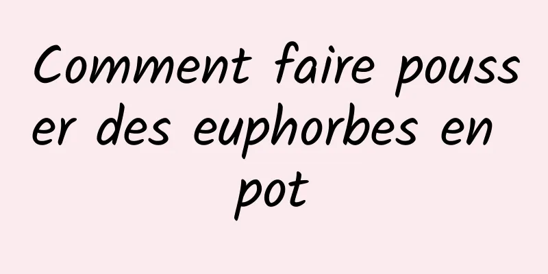 Comment faire pousser des euphorbes en pot