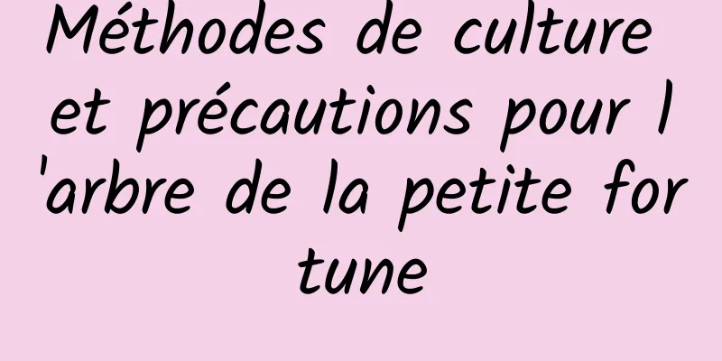 Méthodes de culture et précautions pour l'arbre de la petite fortune