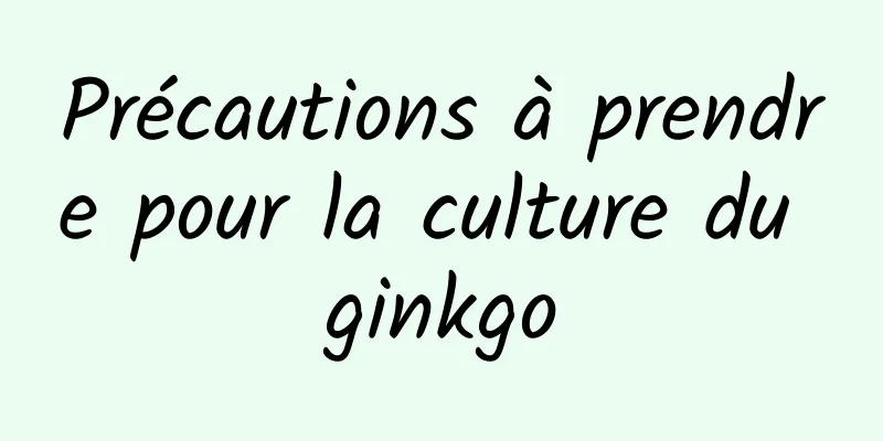 Précautions à prendre pour la culture du ginkgo