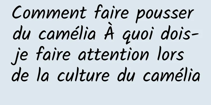 Comment faire pousser du camélia À quoi dois-je faire attention lors de la culture du camélia