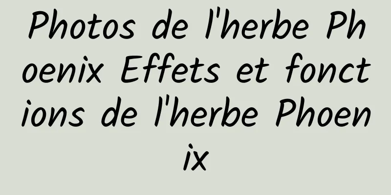 Photos de l'herbe Phoenix Effets et fonctions de l'herbe Phoenix