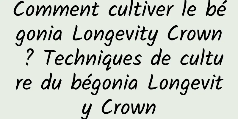 Comment cultiver le bégonia Longevity Crown ? Techniques de culture du bégonia Longevity Crown