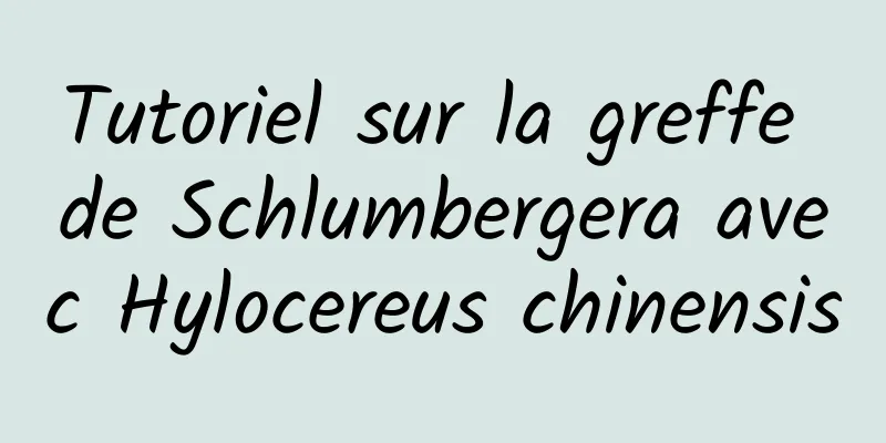 Tutoriel sur la greffe de Schlumbergera avec Hylocereus chinensis