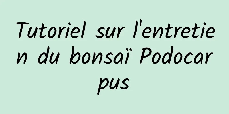 Tutoriel sur l'entretien du bonsaï Podocarpus