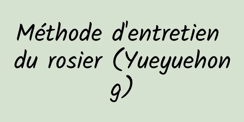 Méthode d'entretien du rosier (Yueyuehong)