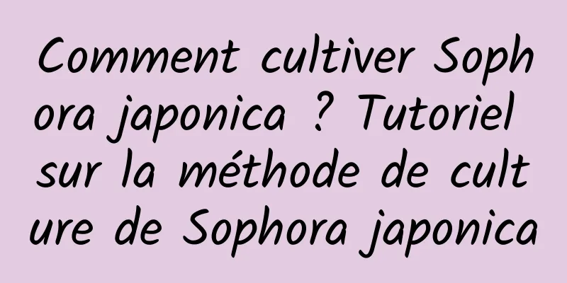 Comment cultiver Sophora japonica ? Tutoriel sur la méthode de culture de Sophora japonica