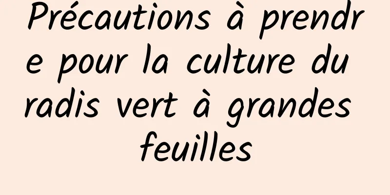 Précautions à prendre pour la culture du radis vert à grandes feuilles