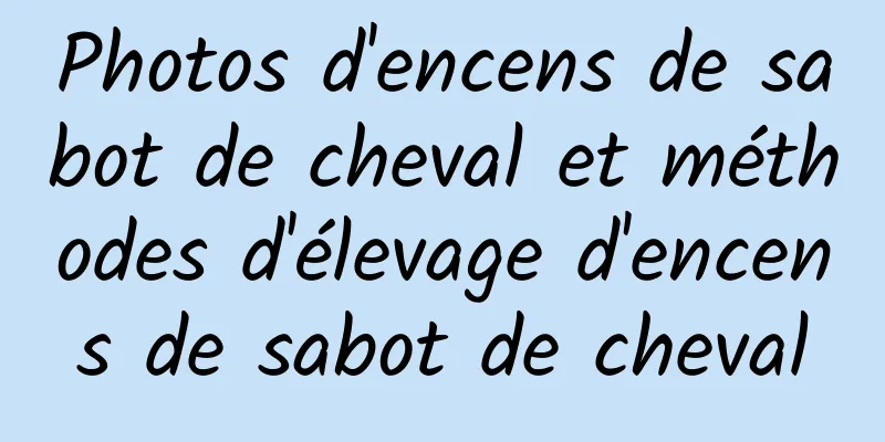 Photos d'encens de sabot de cheval et méthodes d'élevage d'encens de sabot de cheval