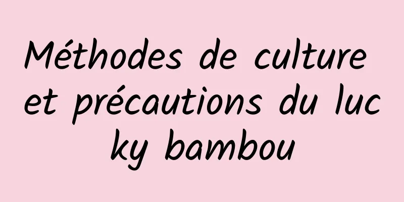 Méthodes de culture et précautions du lucky bambou