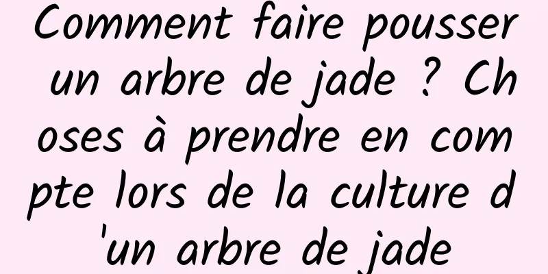 Comment faire pousser un arbre de jade ? Choses à prendre en compte lors de la culture d'un arbre de jade