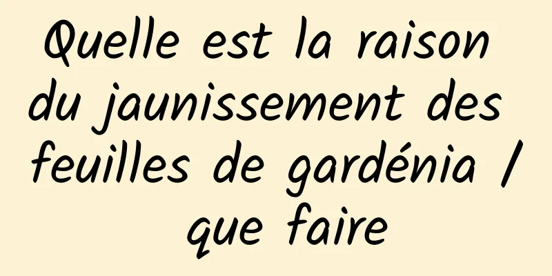 Quelle est la raison du jaunissement des feuilles de gardénia / que faire