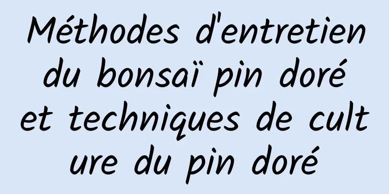 Méthodes d'entretien du bonsaï pin doré et techniques de culture du pin doré