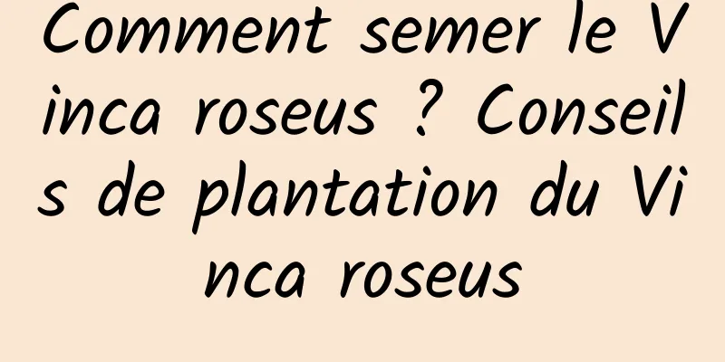 Comment semer le Vinca roseus ? Conseils de plantation du Vinca roseus