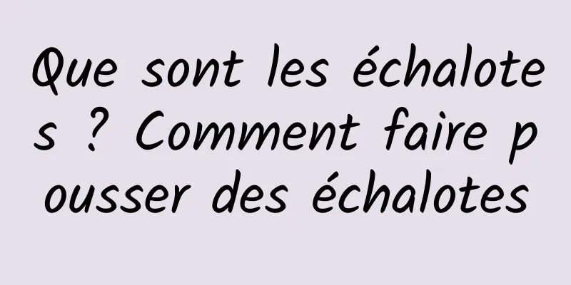 Que sont les échalotes ? Comment faire pousser des échalotes
