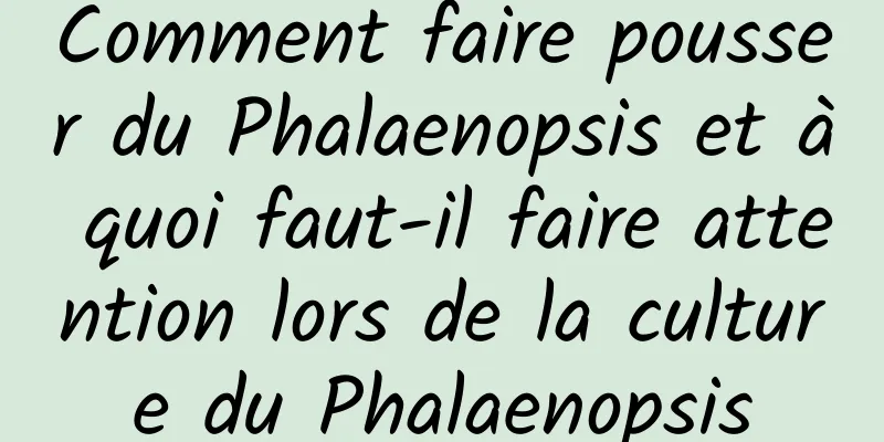 Comment faire pousser du Phalaenopsis et à quoi faut-il faire attention lors de la culture du Phalaenopsis