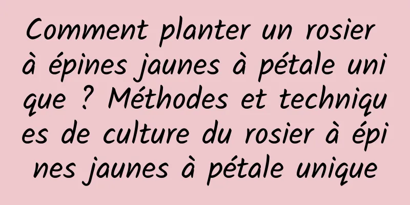 Comment planter un rosier à épines jaunes à pétale unique ? Méthodes et techniques de culture du rosier à épines jaunes à pétale unique