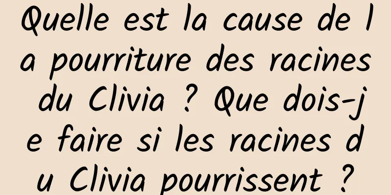 Quelle est la cause de la pourriture des racines du Clivia ? Que dois-je faire si les racines du Clivia pourrissent ?