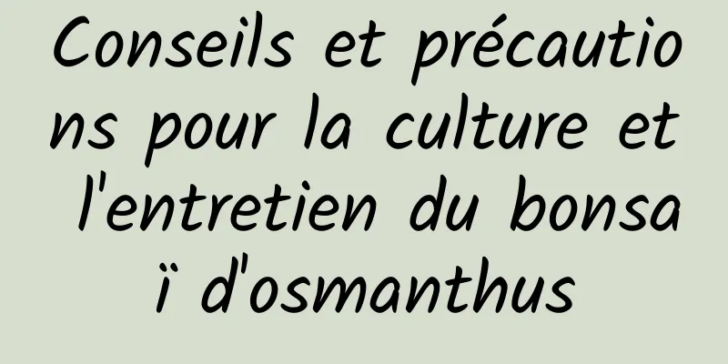 Conseils et précautions pour la culture et l'entretien du bonsaï d'osmanthus