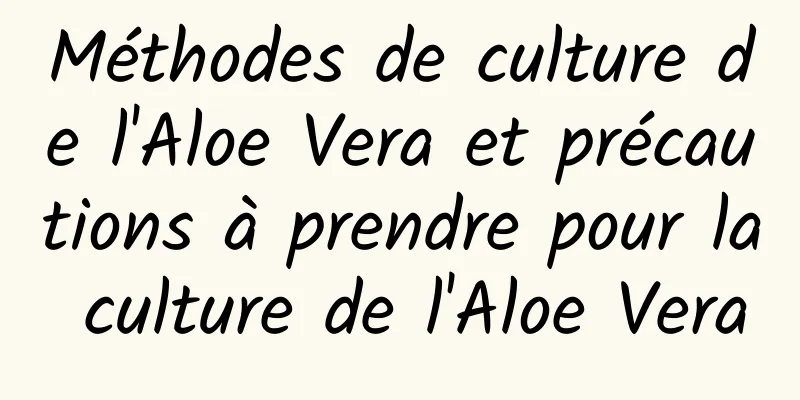 Méthodes de culture de l'Aloe Vera et précautions à prendre pour la culture de l'Aloe Vera