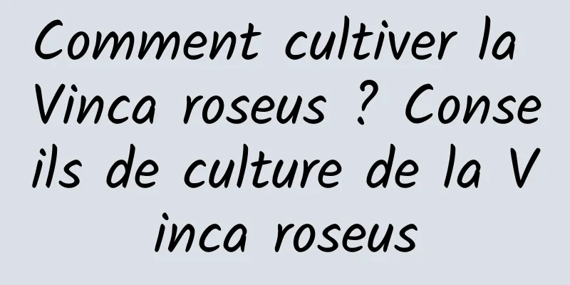 Comment cultiver la Vinca roseus ? Conseils de culture de la Vinca roseus