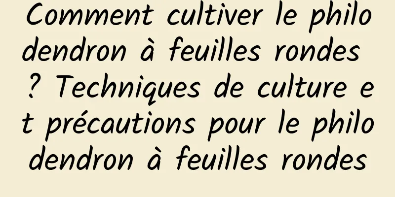 Comment cultiver le philodendron à feuilles rondes ? Techniques de culture et précautions pour le philodendron à feuilles rondes