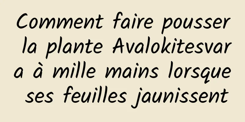 Comment faire pousser la plante Avalokitesvara à mille mains lorsque ses feuilles jaunissent