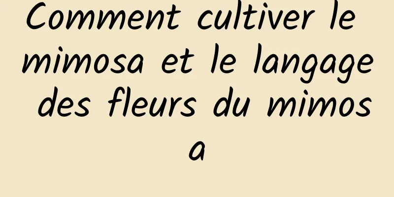 Comment cultiver le mimosa et le langage des fleurs du mimosa