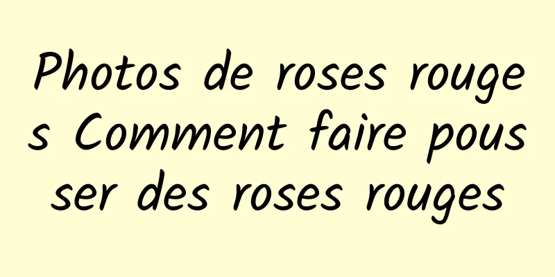 Photos de roses rouges Comment faire pousser des roses rouges