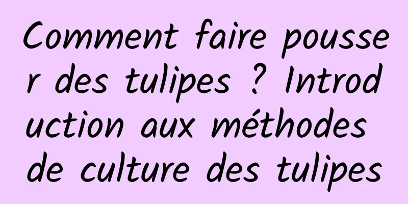 Comment faire pousser des tulipes ? Introduction aux méthodes de culture des tulipes