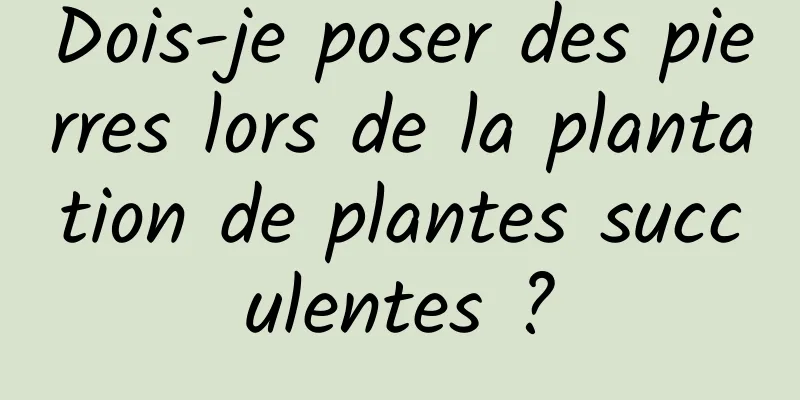 Dois-je poser des pierres lors de la plantation de plantes succulentes ?