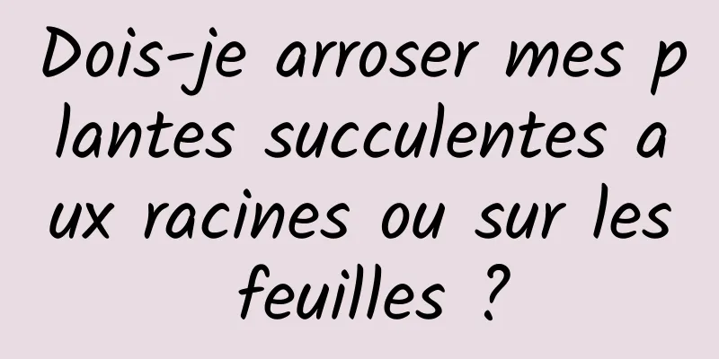 Dois-je arroser mes plantes succulentes aux racines ou sur les feuilles ?