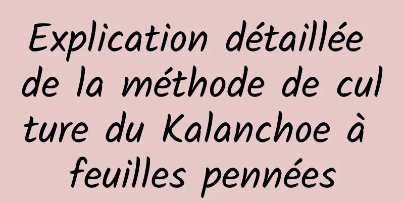 Explication détaillée de la méthode de culture du Kalanchoe à feuilles pennées