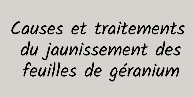 Causes et traitements du jaunissement des feuilles de géranium