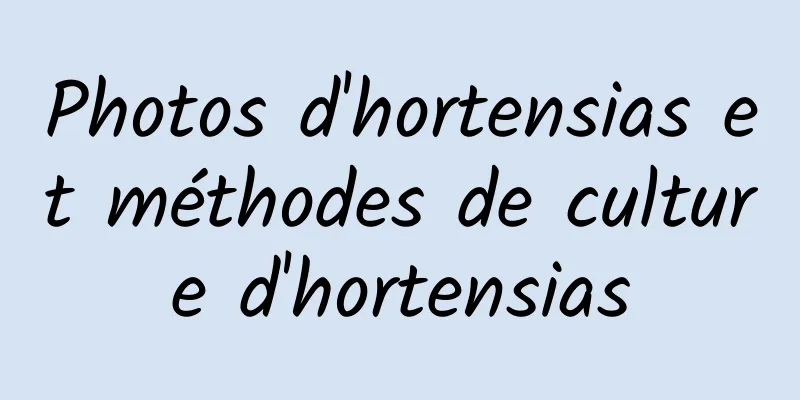 Photos d'hortensias et méthodes de culture d'hortensias