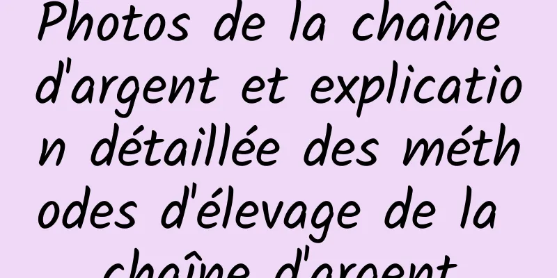 Photos de la chaîne d'argent et explication détaillée des méthodes d'élevage de la chaîne d'argent