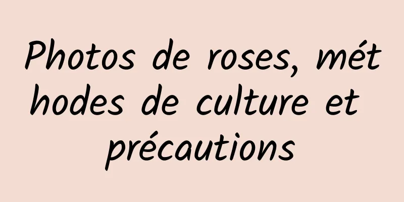 Photos de roses, méthodes de culture et précautions