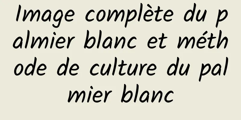 Image complète du palmier blanc et méthode de culture du palmier blanc