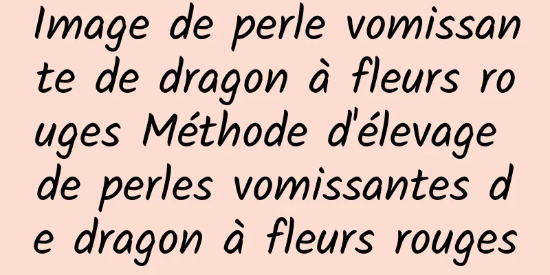 Image de perle vomissante de dragon à fleurs rouges Méthode d'élevage de perles vomissantes de dragon à fleurs rouges