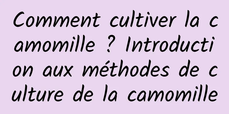 Comment cultiver la camomille ? Introduction aux méthodes de culture de la camomille