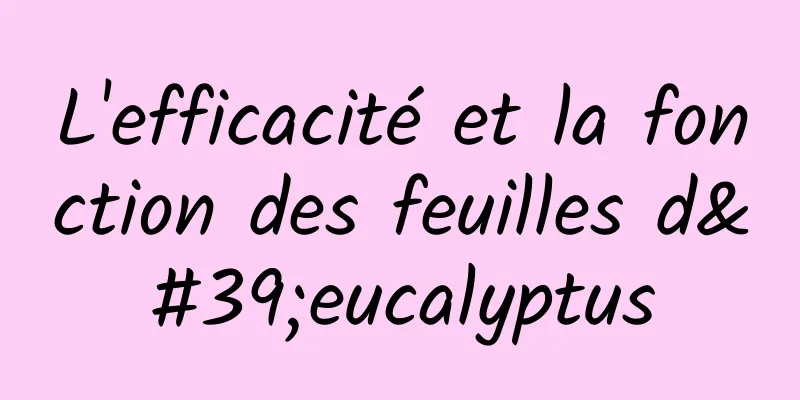 L'efficacité et la fonction des feuilles d'eucalyptus