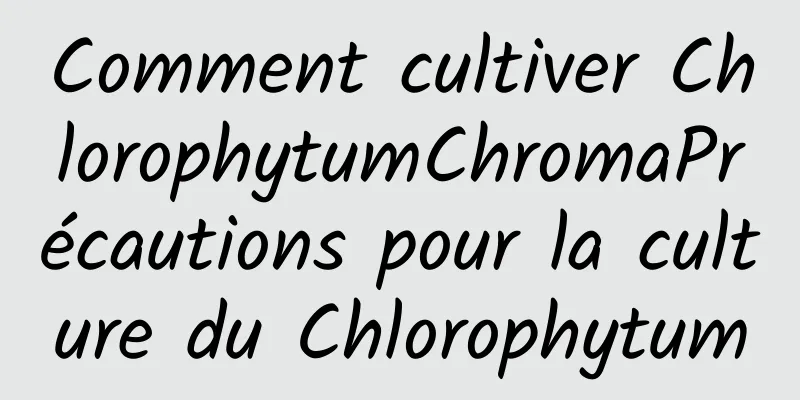 Comment cultiver ChlorophytumChromaPrécautions pour la culture du Chlorophytum