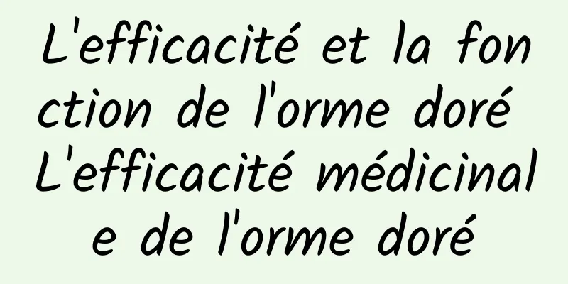 L'efficacité et la fonction de l'orme doré L'efficacité médicinale de l'orme doré