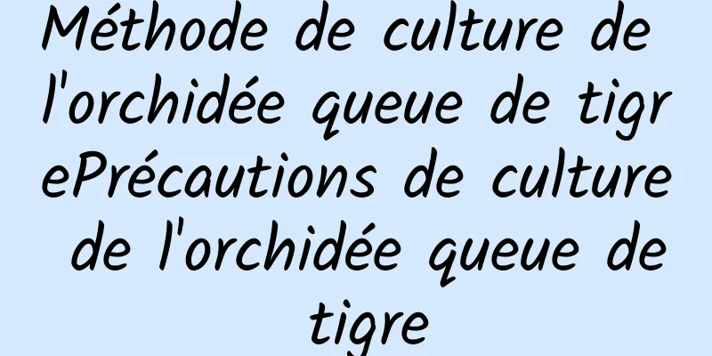 Méthode de culture de l'orchidée queue de tigrePrécautions de culture de l'orchidée queue de tigre